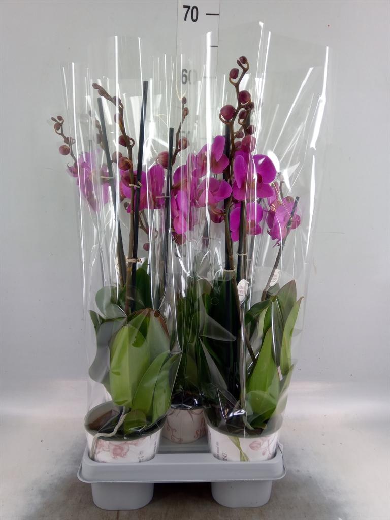 Горшечные цветы и растения оптом Phalaenopsis   ...mix от 5шт из Голландии с доставкой по России