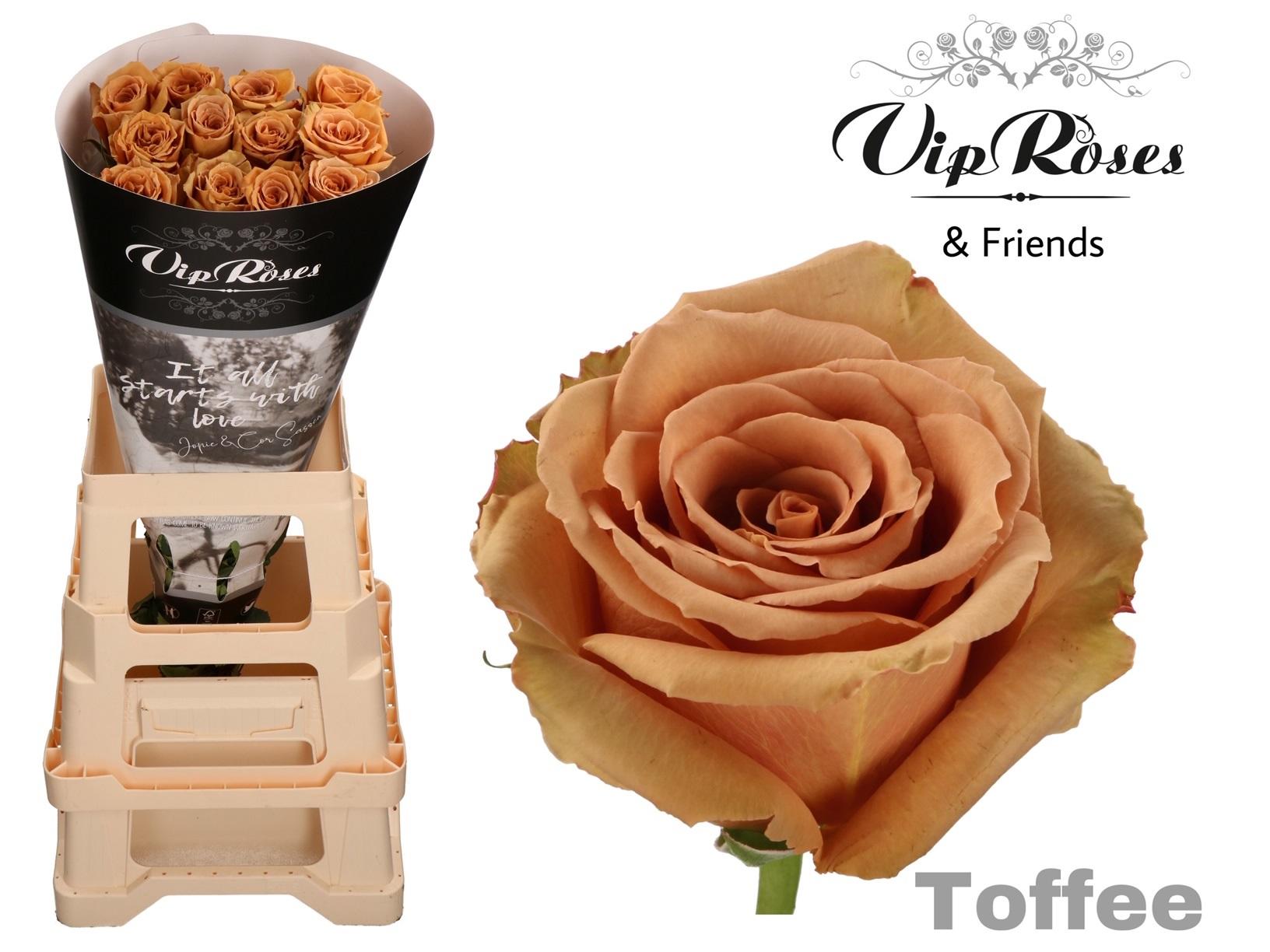 Срезанные цветы оптом Rosa garden toffee от 25шт из Голландии с доставкой по России