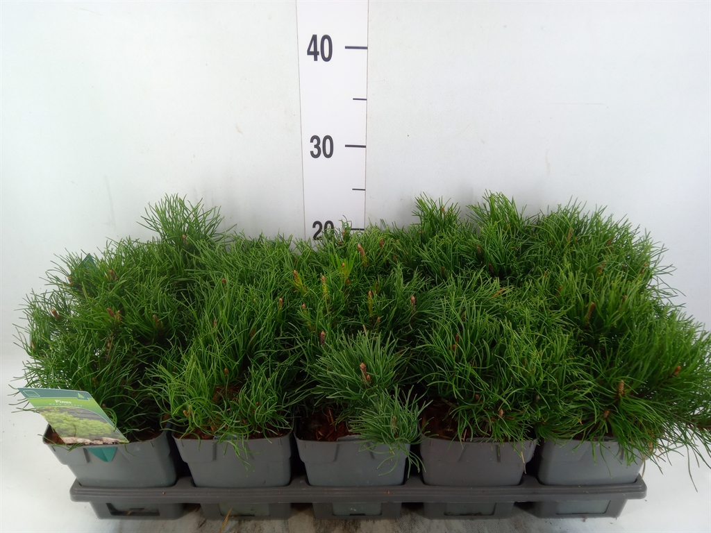 Горшечные цветы и растения оптом Pinus Mugo Var. Pumilio от 10шт из Голландии с доставкой по России