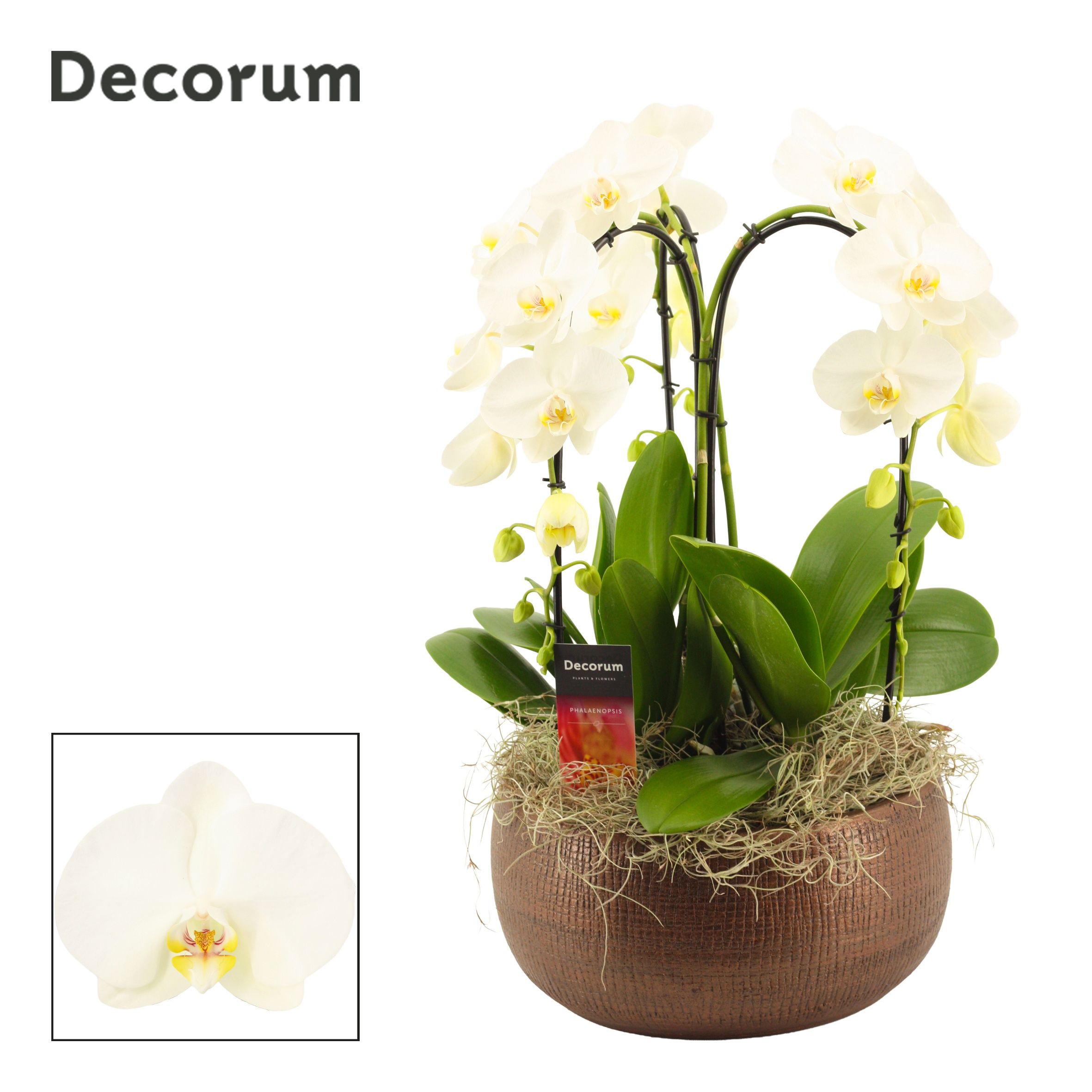 Горшечные цветы и растения оптом Phal Ov Wit от 1шт''' из Голландии с доставкой по России