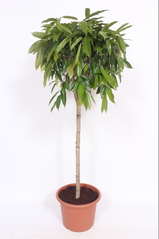Горшечные цветы и растения оптом Ficus Bin Amstel King On Stem от 1шт из Голландии с доставкой по России