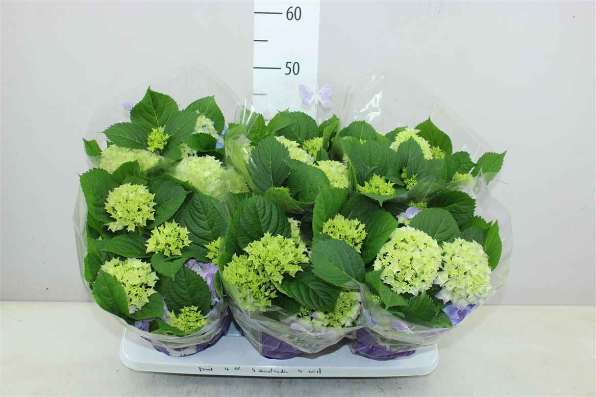 Горшечные цветы и растения оптом Hydrangea Early Blue 5-7 от 6шт из Голландии с доставкой по России