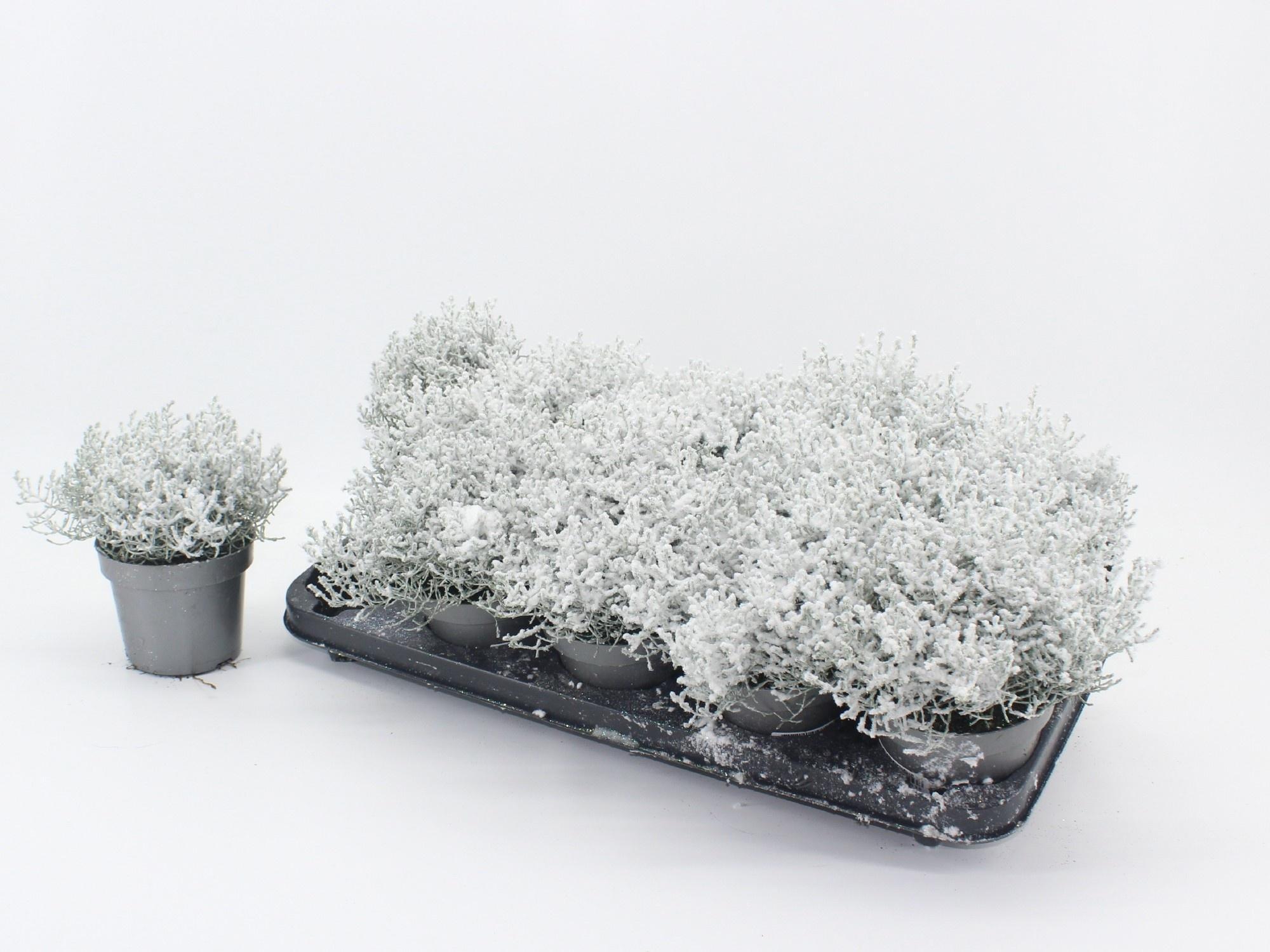 Горшечные цветы и растения оптом Leucophyta Snow + Glitter Pearl от 10шт из Голландии с доставкой по России