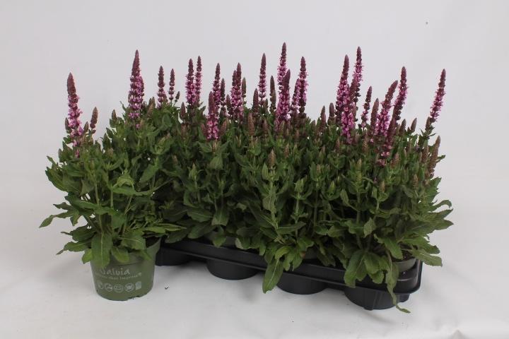 Горшечные цветы и растения оптом Salvia S Rose Marvel от 8шт из Голландии с доставкой по России Горшечные цветы и растения оптом Salvia S Rose Marvel от 8шт из Голландии с доставкой по России