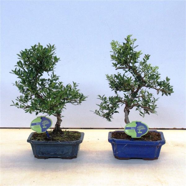 Горшечные цветы и растения оптом Bonsai Ilex Crenata,  Without Drip от 5шт из Голландии с доставкой по России