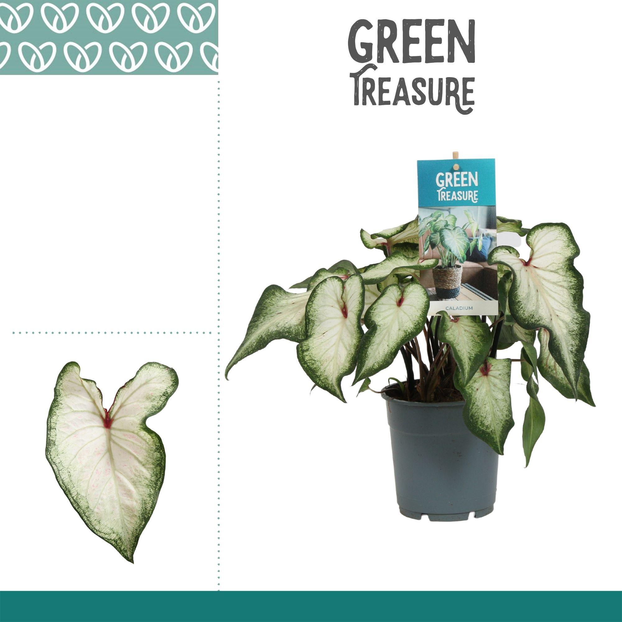 Горшечные цветы и растения оптом Caladium White Wonder от 6шт из Голландии с доставкой по России