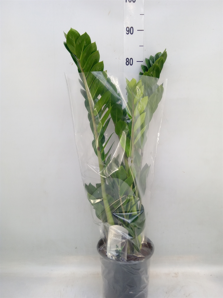 Горшечные цветы и растения оптом Zamioculcas Zamiifolia от 3шт из Голландии с доставкой по России