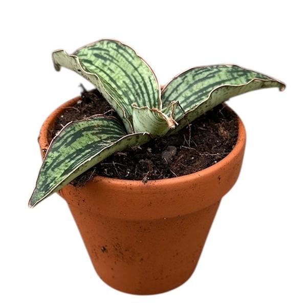 Горшечные цветы и растения оптом Sansevieria Cleopatra от 1шт (для телеги) из Голландии с доставкой по России