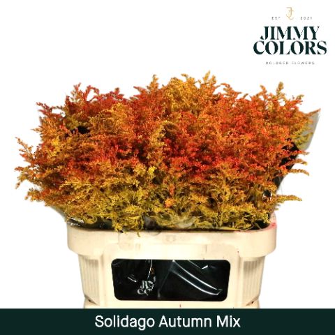 Срезанные цветы оптом Solidago paint mix autumn от 100шт из Голландии с доставкой по России