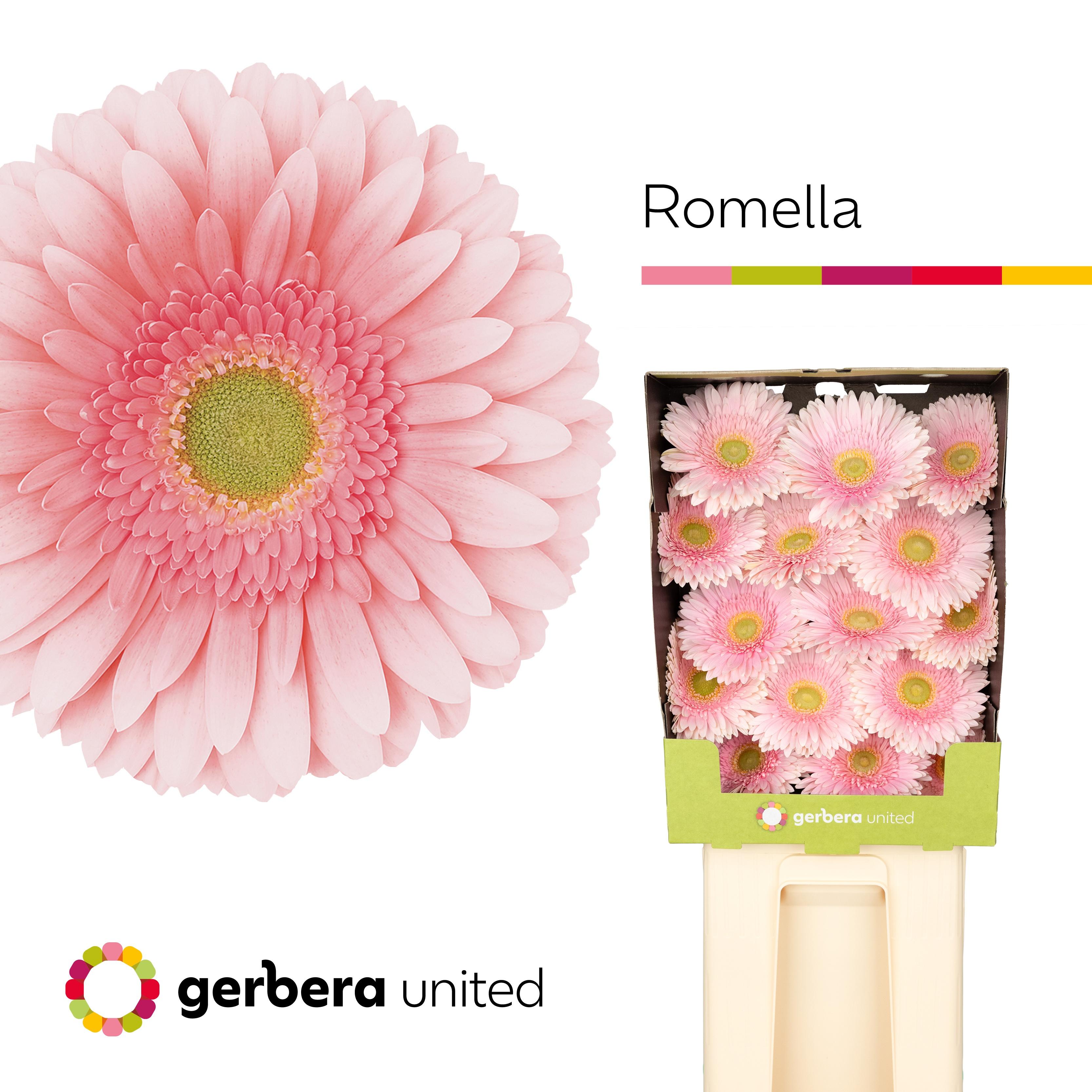 Срезанные цветы оптом Gerbera diamond romella от 45шт из Голландии с доставкой по России