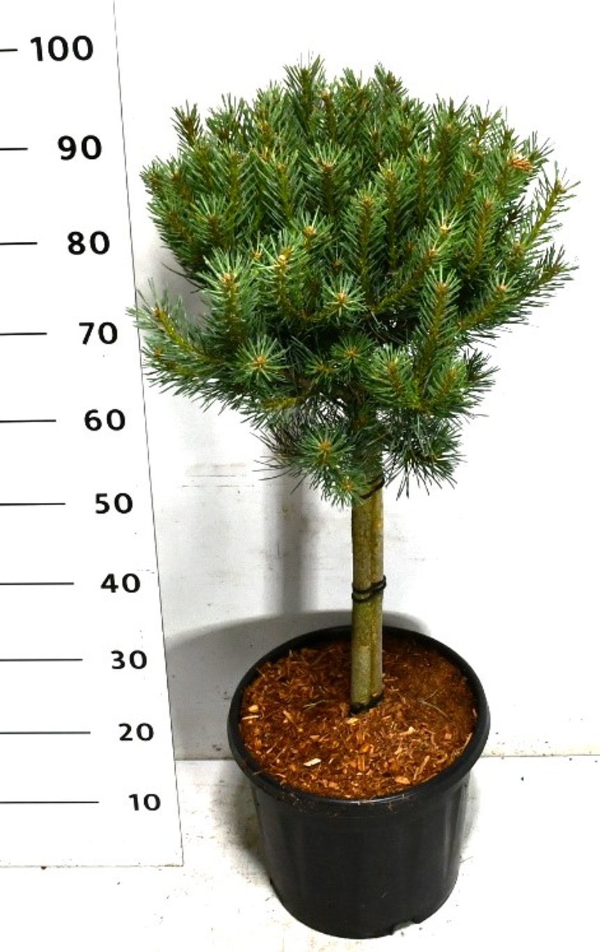 Горшечные цветы и растения оптом Pinus Sylv Watereri On Stem от 1шт из Голландии с доставкой по России