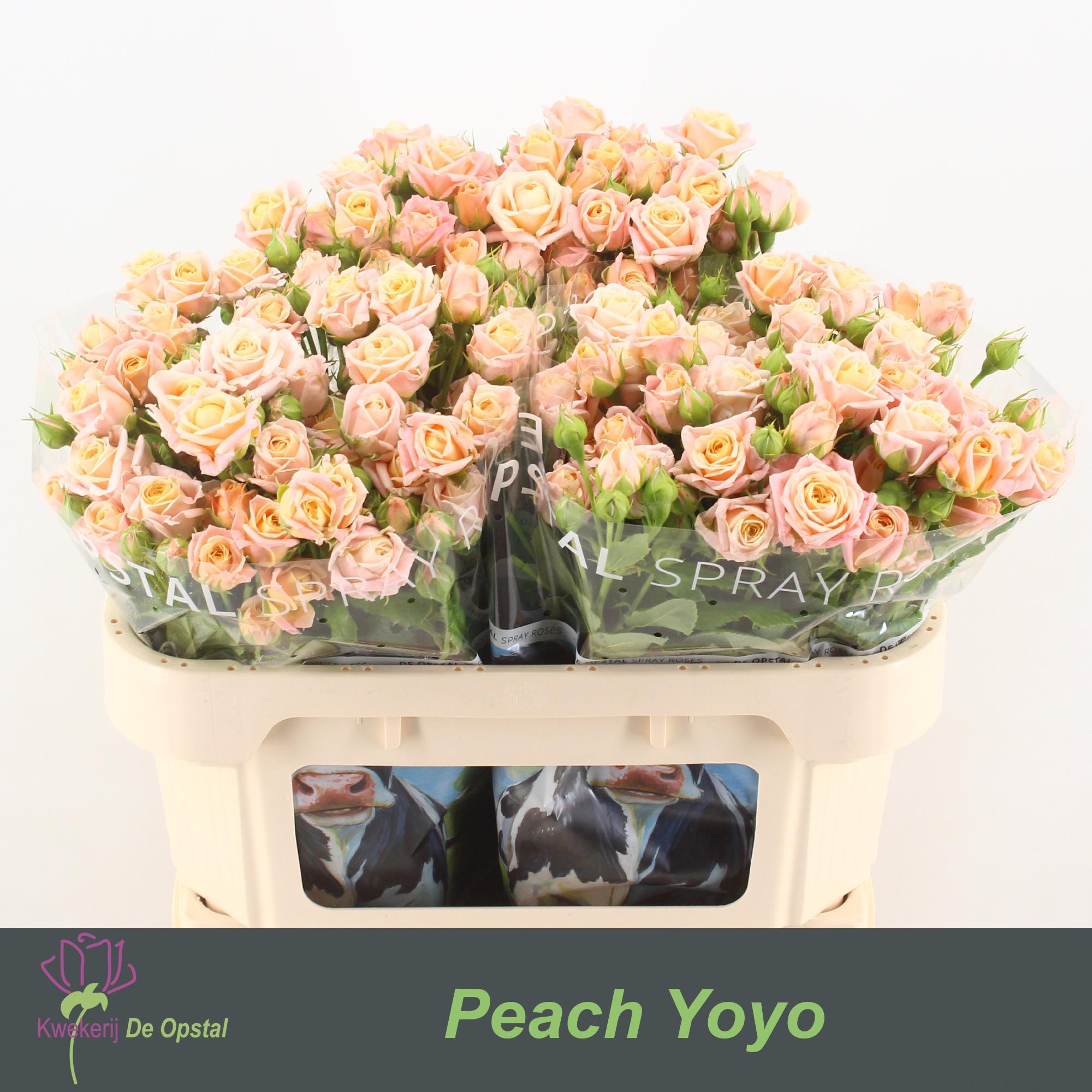 Срезанные цветы оптом Rosa spray peach yo-yo от 30шт из Голландии с доставкой по России