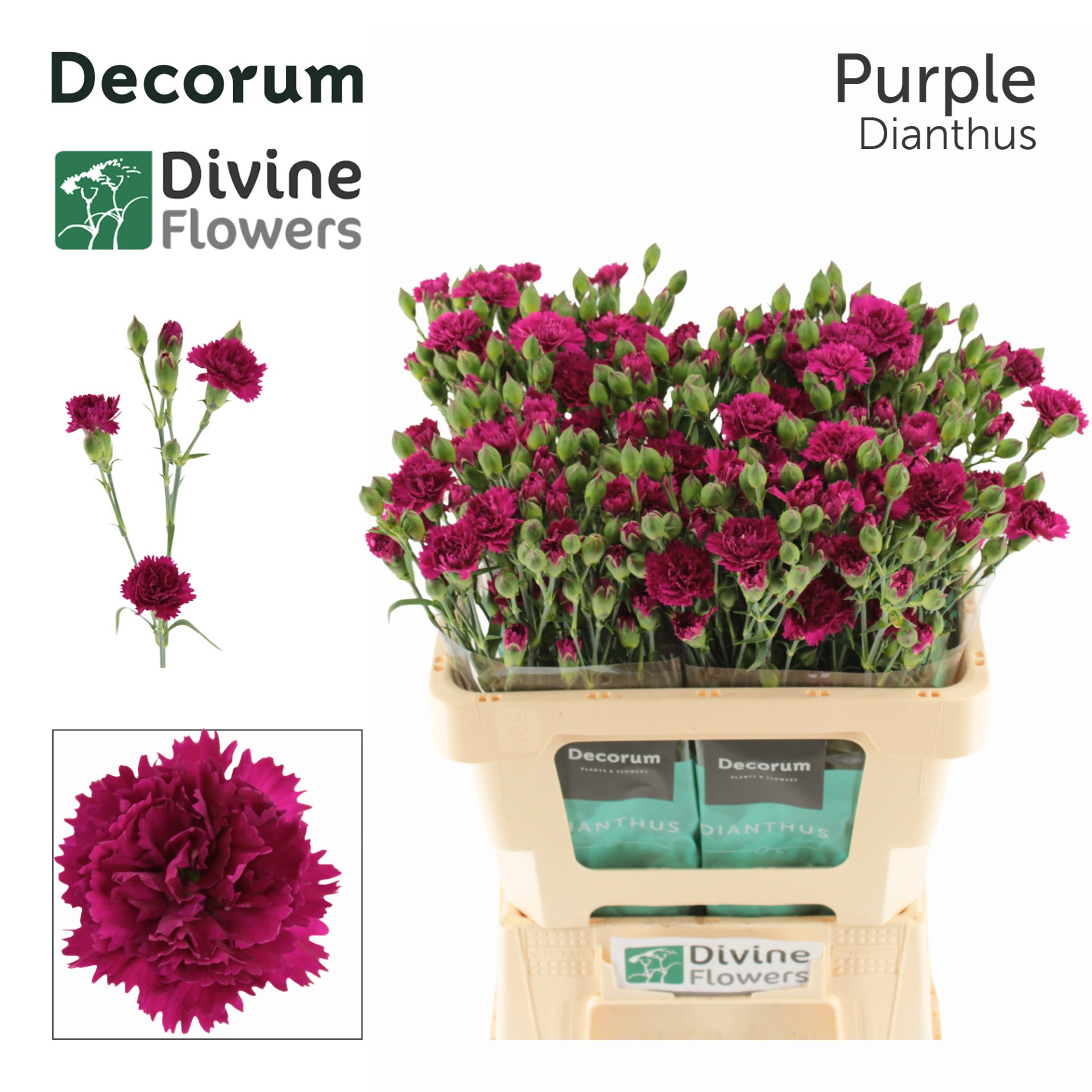 Срезанные цветы оптом Dianthus ov fiorino purple от 60шт из Голландии с доставкой по России