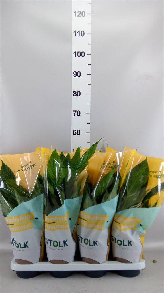 Горшечные цветы и растения оптом Spathiphyllum diamond от 8шт из Голландии с доставкой по России