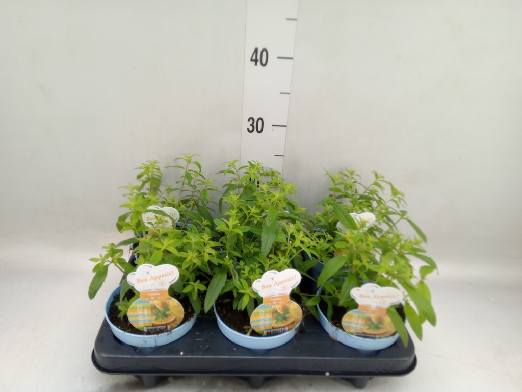 Горшечные цветы и растения оптом Aloysia Triphylla от 6шт из Голландии с доставкой по России