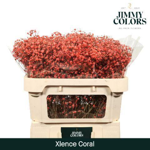 Срезанные цветы оптом Gyps large paint coral от 25шт из Голландии с доставкой по России