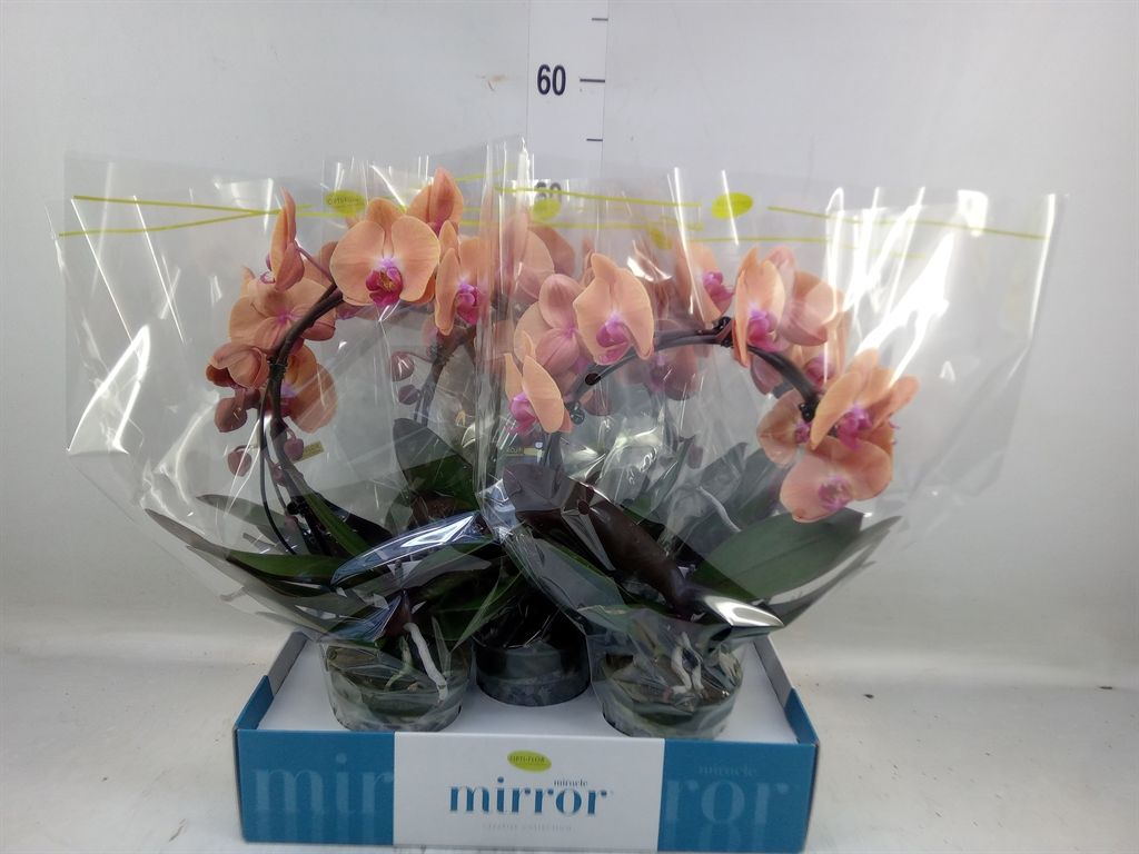 Горшечные цветы и растения оптом Phalaenopsis   ...lilac от 5шт из Голландии с доставкой по России