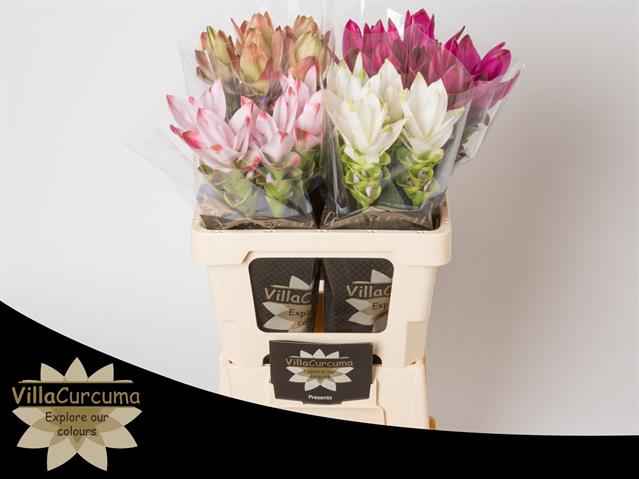 Срезанные цветы оптом Curcuma mix 4 colour от 20шт из Голландии с доставкой по России