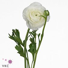 Срезанные цветы оптом Ranunculus amandine snowflake от 40шт из Голландии с доставкой по России