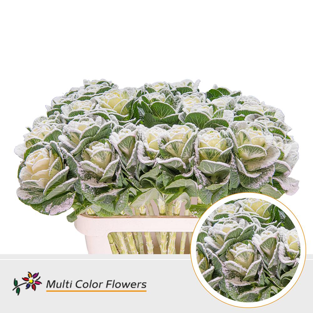 Срезанные цветы оптом Brassica paint naturel + snow white от 30шт из Голландии с доставкой по России