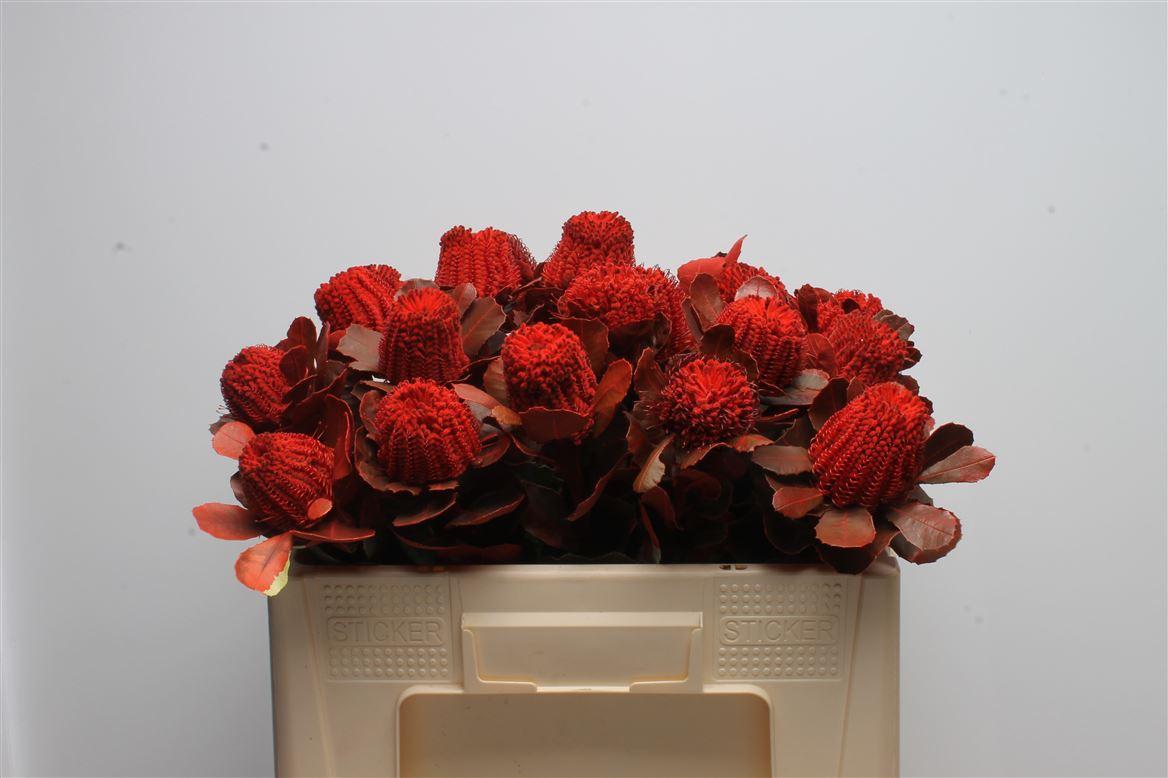 Срезанные цветы оптом Banksia paint coccinea red от 20шт из Голландии с доставкой по России