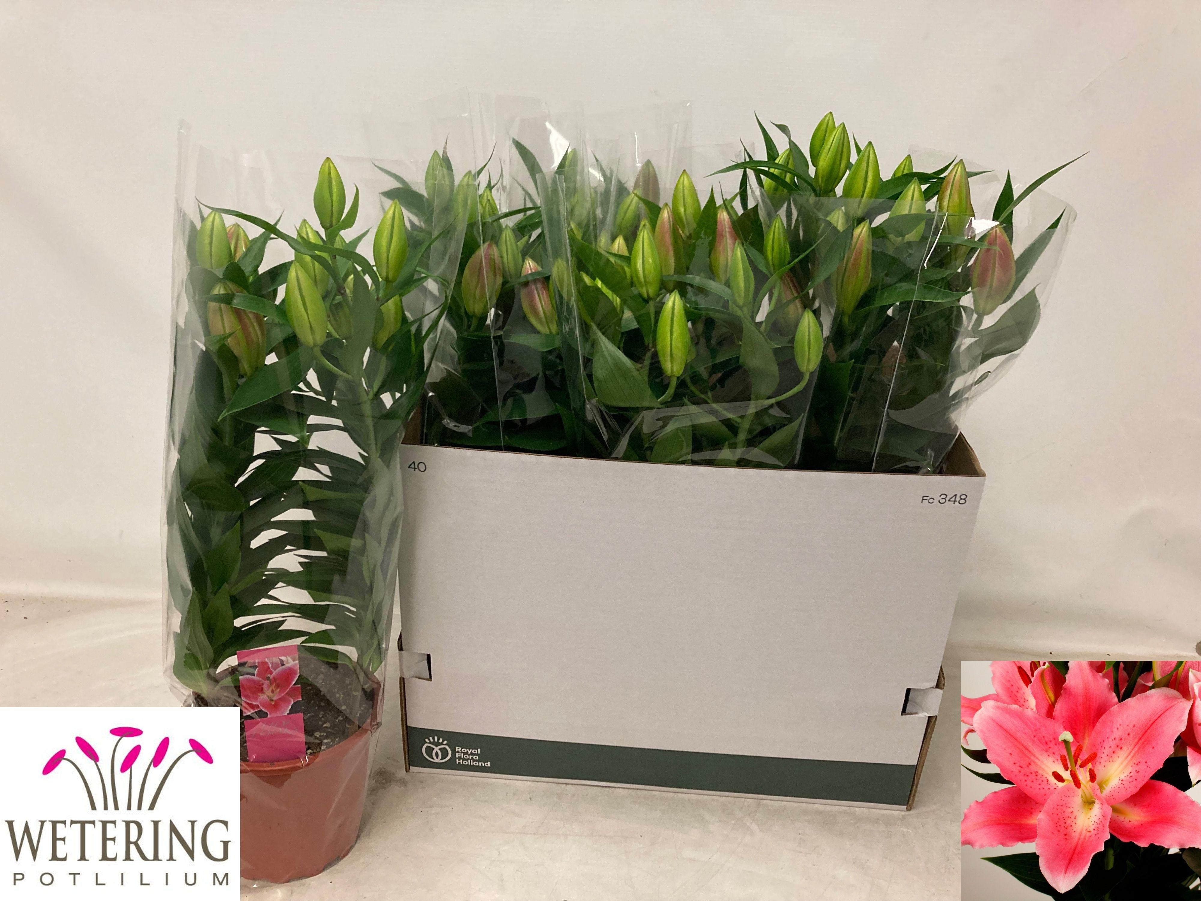 Горшечные цветы и растения оптом Lil Or Sunny Camino от 5шт из Голландии с доставкой по России