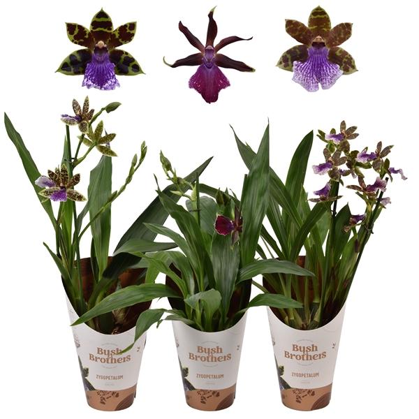 Горшечные цветы и растения оптом Zygopetalum 2st Mix от 10шт из Голландии с доставкой по России