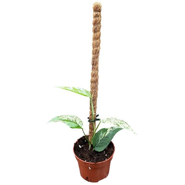 Горшечные цветы и растения оптом Epipremnum Cebu Blue Variegata от 1шт из Голландии с доставкой по России