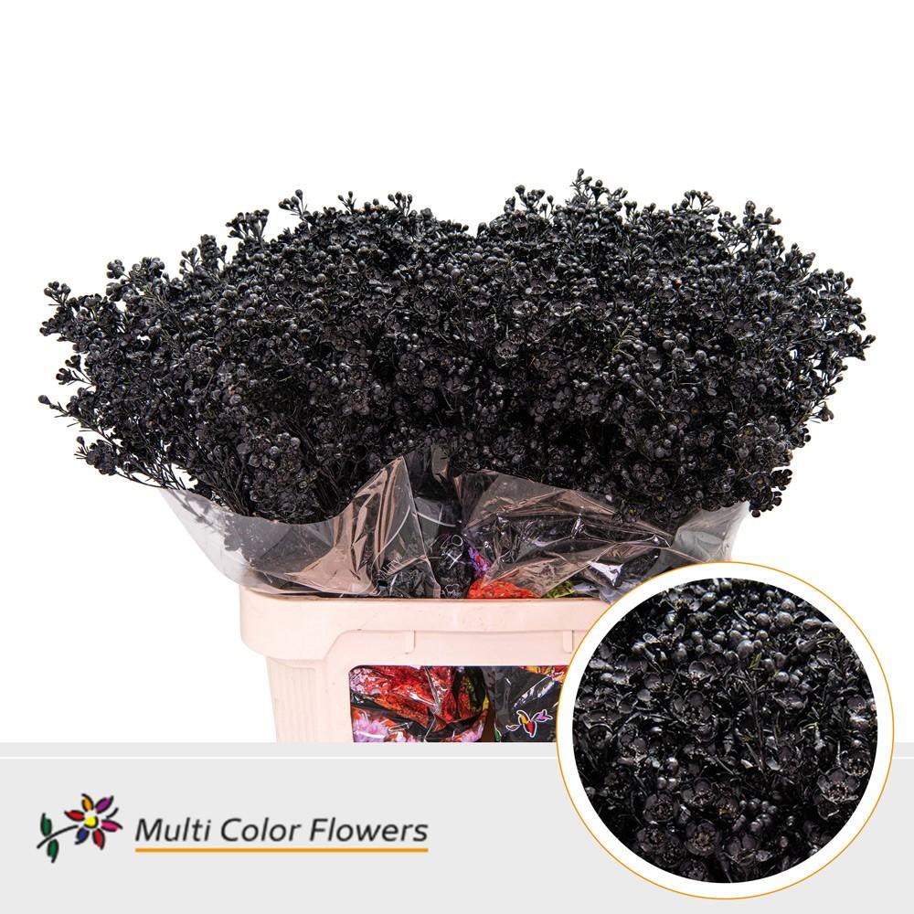 Срезанные цветы оптом Chamelaucium paint black от 75шт из Голландии с доставкой по России