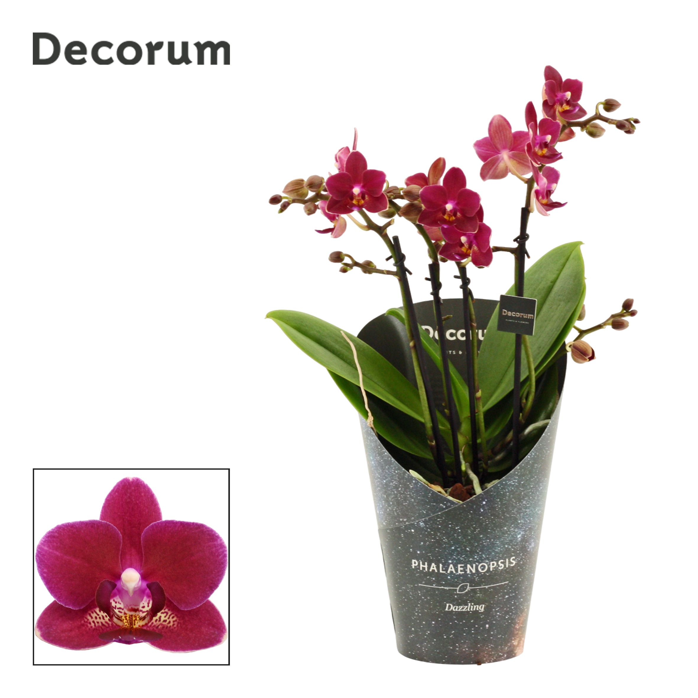 Горшечные цветы и растения оптом Phalaenopsis Dazzling Chamonix 3-4 Tak (decorum) от 6шт из Голландии с доставкой по России
