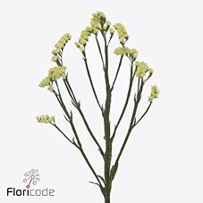 Срезанные цветы оптом Statice glossy wings от 100шт из Голландии с доставкой по России Срезанные цветы оптом Statice glossy wings от 100шт из Голландии с доставкой по России