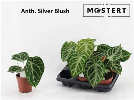 Горшечные цветы и растения оптом Anthu Silver Blush от 6шт из Голландии с доставкой по России