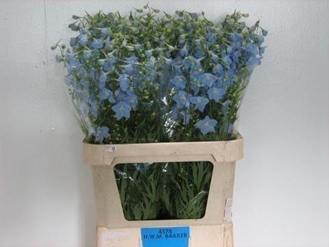 Срезанные цветы оптом Delphinium si bel ballkleid от 40шт из Голландии с доставкой по России