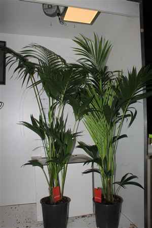 Горшечные цветы и растения оптом Howea Forsteriana 5pp от 1шт из Голландии с доставкой по России