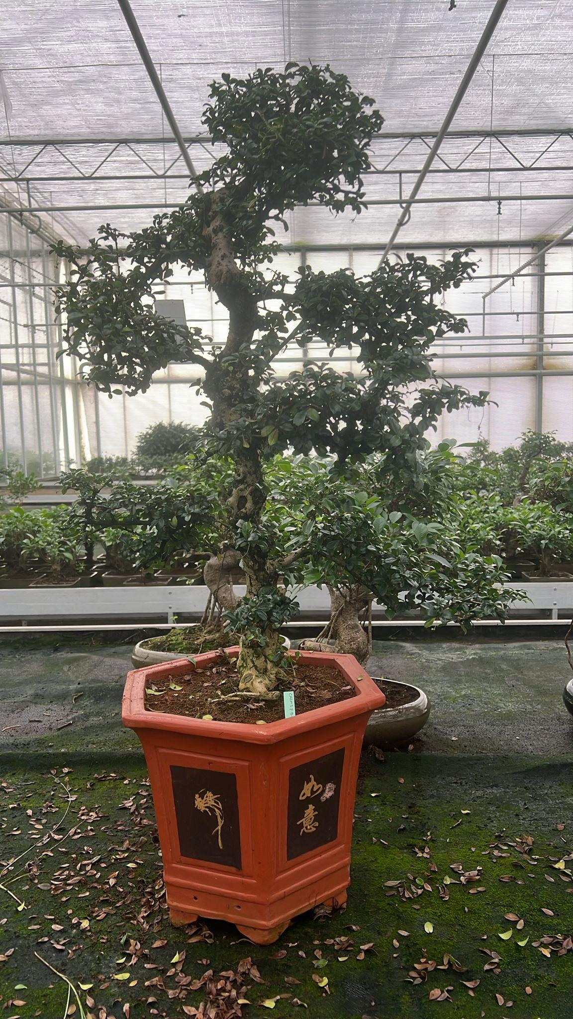 Горшечные цветы и растения оптом Carmona Macrophylla от 1шт из Голландии с доставкой по России