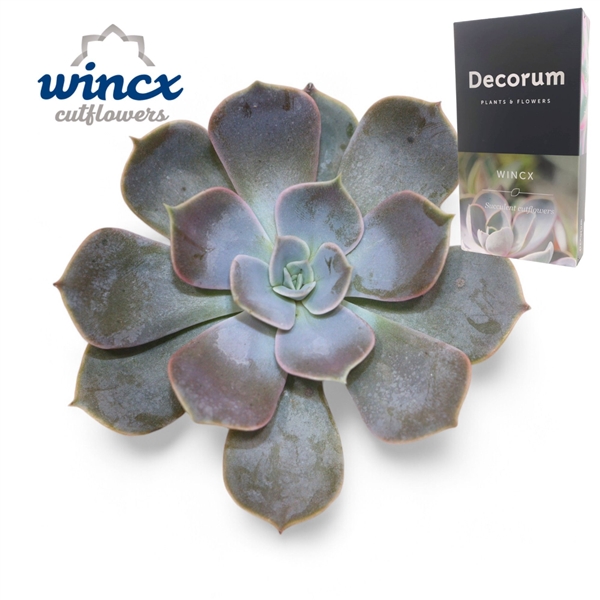 Горшечные цветы и растения оптом Echeveria Lilacina Cutflower от 10шт из Голландии с доставкой по России