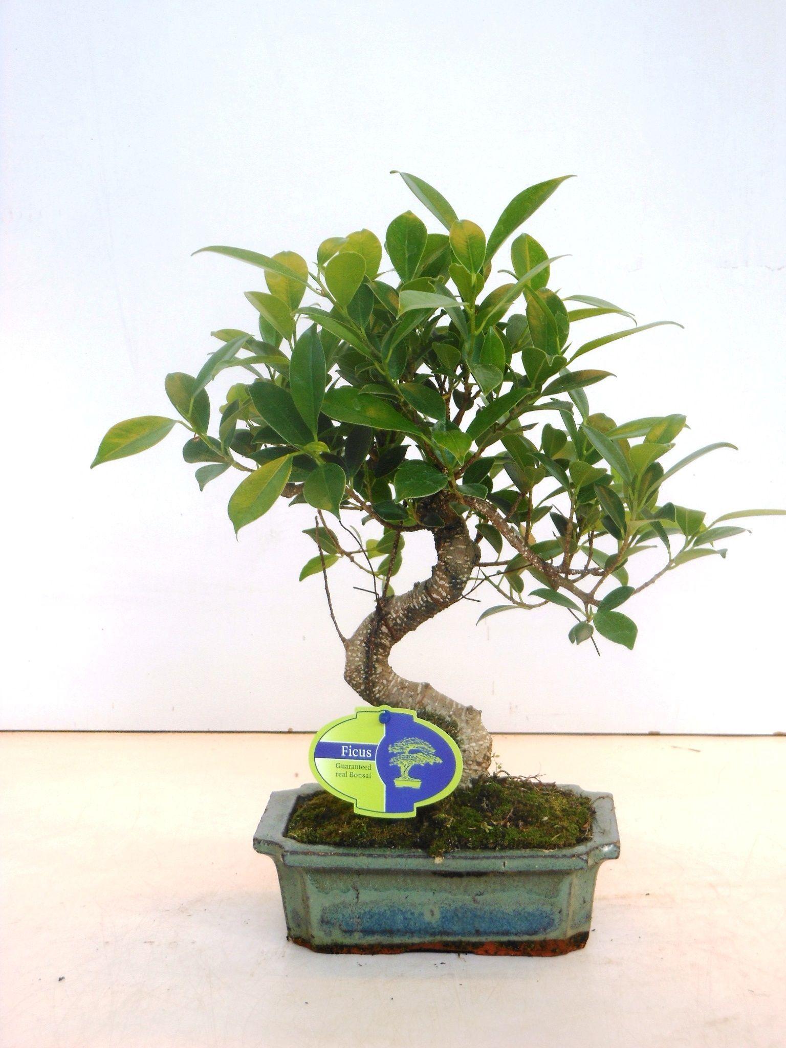 Горшечные цветы и растения оптом Bonsai Ficus Retusa, Without Drip от 6шт из Голландии с доставкой по России