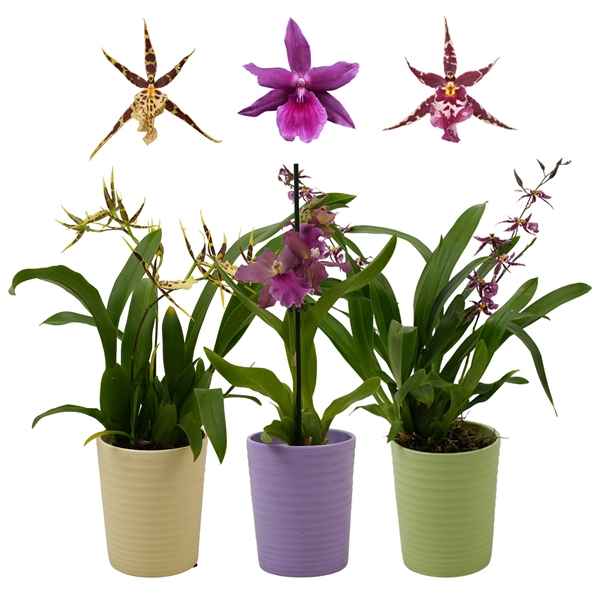 Горшечные цветы и растения оптом Orchid 1-2st Mix In Pot от 8шт из Голландии с доставкой по России