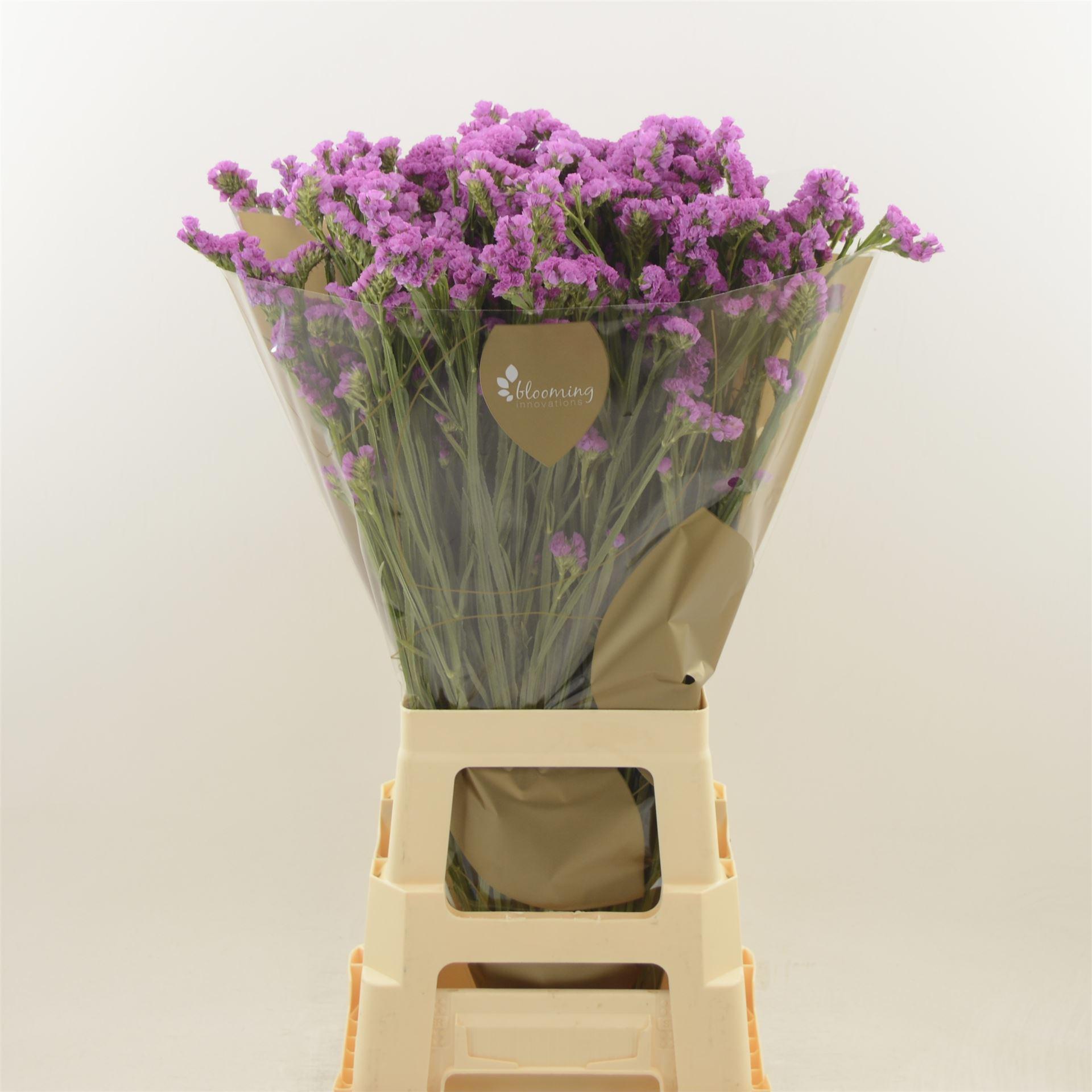 Срезанные цветы оптом Statice heart wings от 50шт из Голландии с доставкой по России