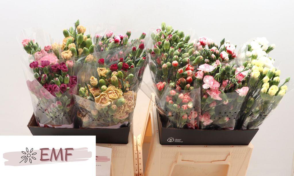 Срезанные цветы оптом Dianthus sp mix in bucket от 60шт из Голландии с доставкой по России