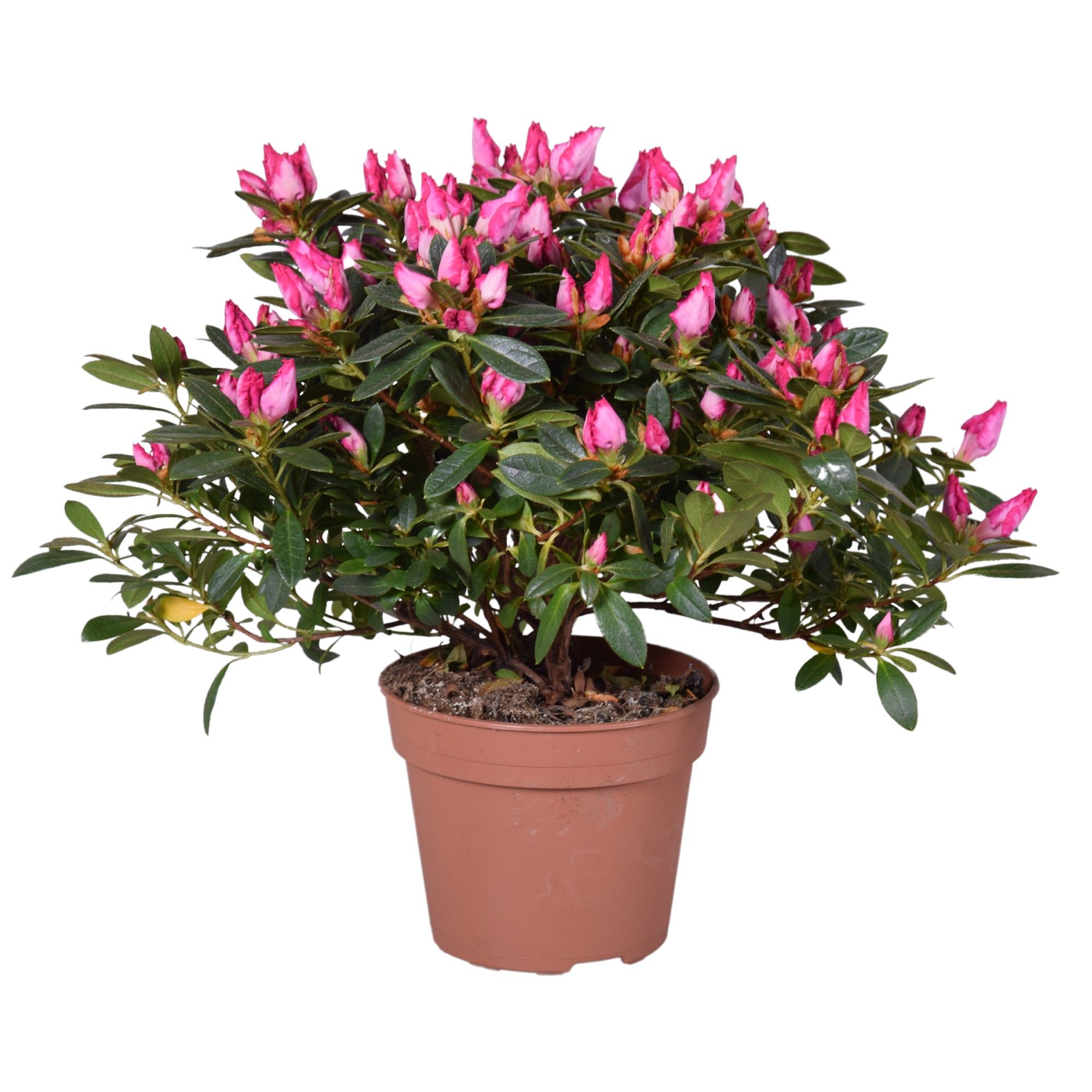 Горшечные цветы и растения оптом Azalea Panfilia Pink от 6шт из Голландии с доставкой по России