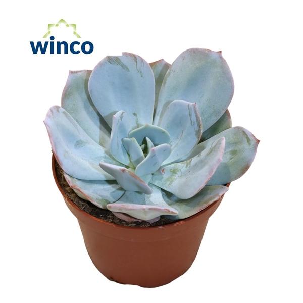 Горшечные цветы и растения оптом Echeveria Laui Hybride от 9шт из Голландии с доставкой по России
