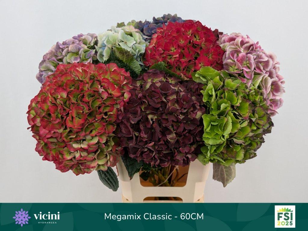 Срезанные цветы оптом Hydrangea mix (classic) от 10шт из Голландии с доставкой по России