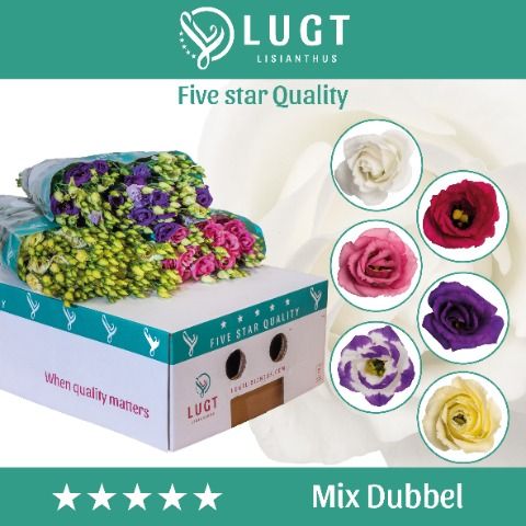 Срезанные цветы оптом Lisianthus do mix in bucket от 140шт из Голландии с доставкой по России