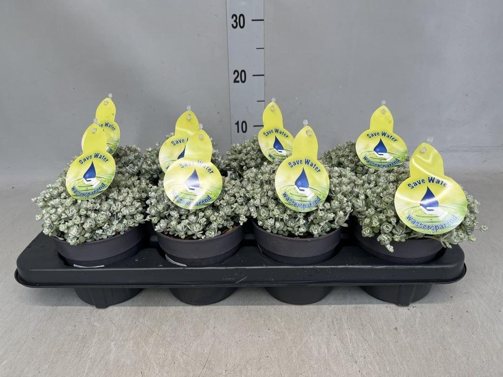 Горшечные цветы и растения оптом Sedum Spathulifolium cape Blanco от 8шт из Голландии с доставкой по России
