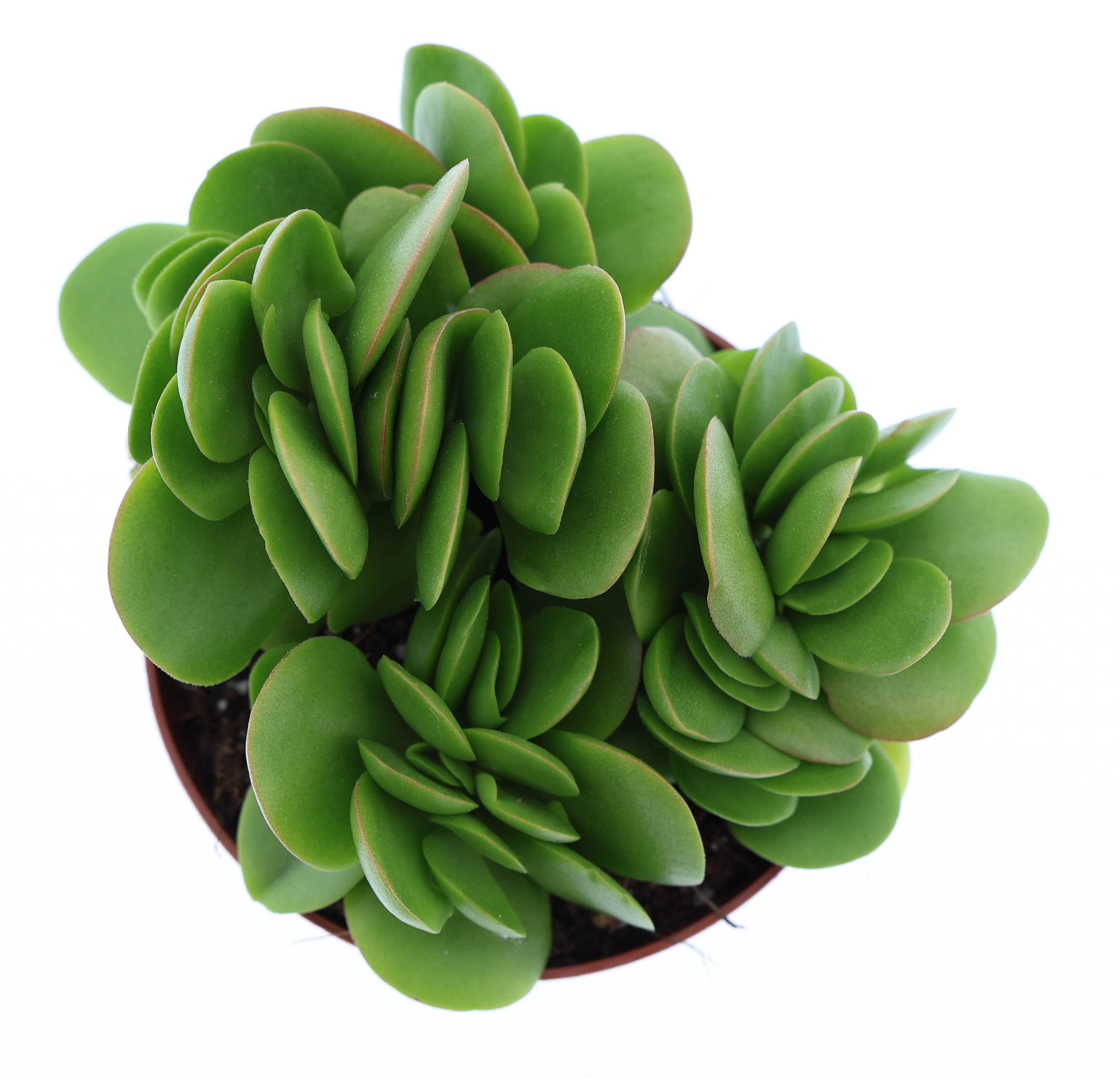 Горшечные цветы и растения оптом Crassula Swaziensis от 12шт (для телеги) из Голландии с доставкой по России