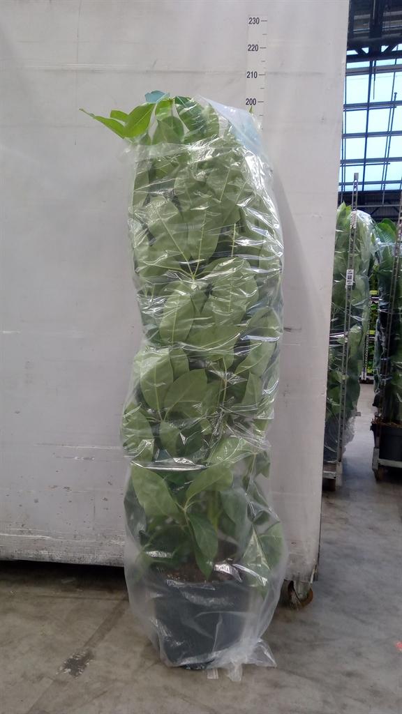 Горшечные цветы и растения оптом Schefflera Actin. amate от 1шт из Голландии с доставкой по России