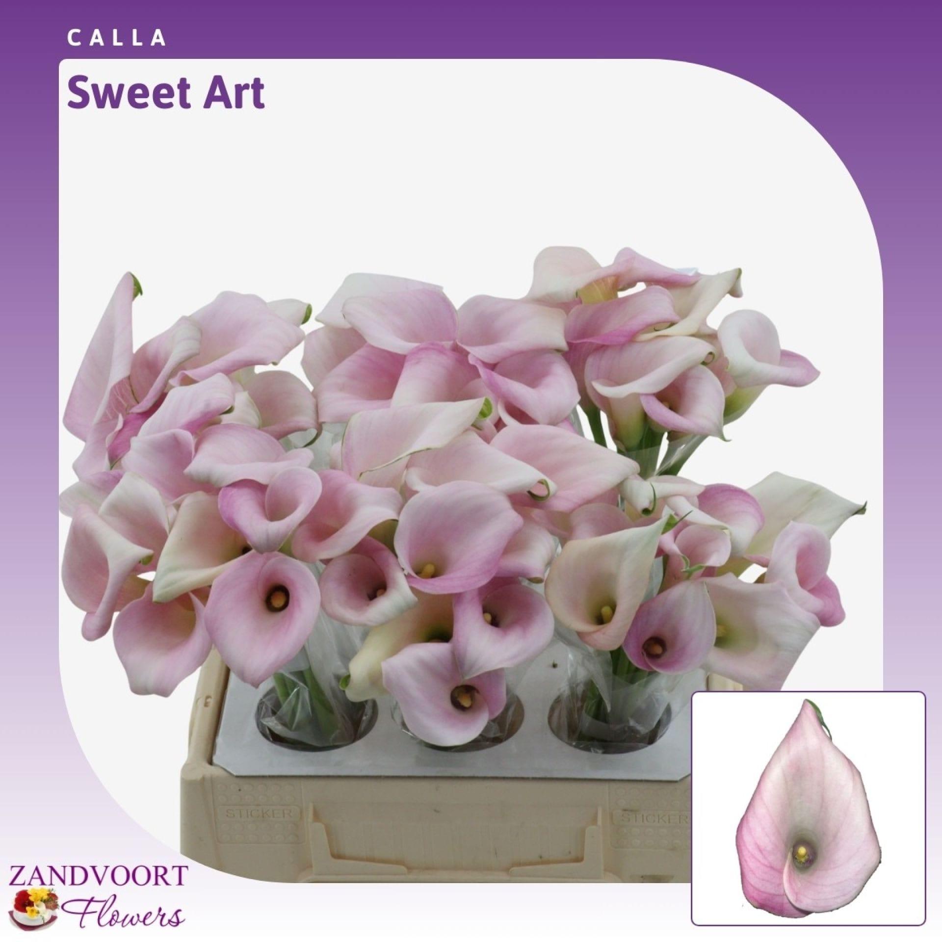 Срезанные цветы оптом Zantedeschia sweet art от 60шт из Голландии с доставкой по России