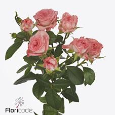 Срезанные цветы оптом Rosa spray first date от 30шт из Голландии с доставкой по России