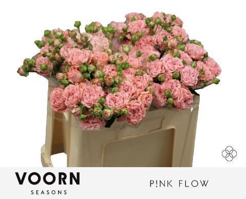 Срезанные цветы оптом Rosa spray pink flow от 40шт из Голландии с доставкой по России